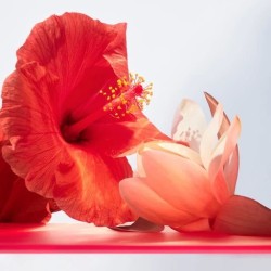 Bvlgari Omnia Coral EDT 65ml HER